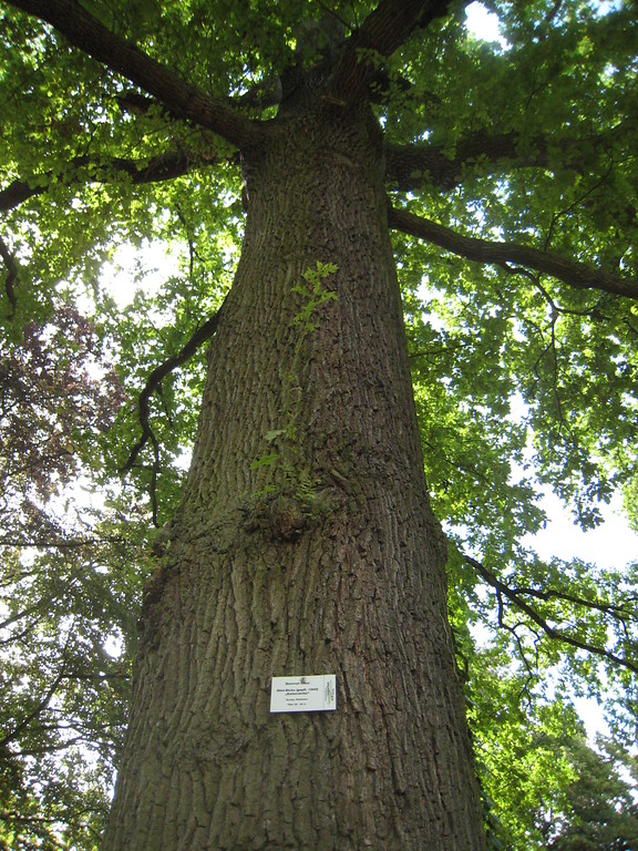 Naturdenkmal Kaisereiche im Goethepark in Landau in der Pfalz (2017)