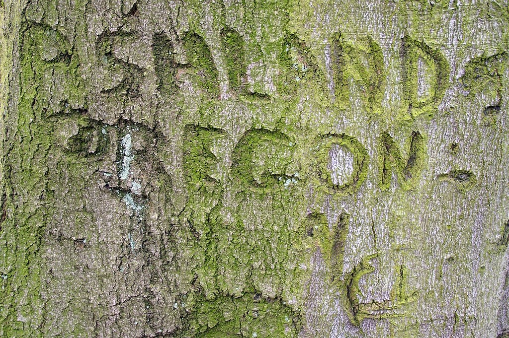 Botanischer Garten: Soldatenschriftzug auf Baum (2012)