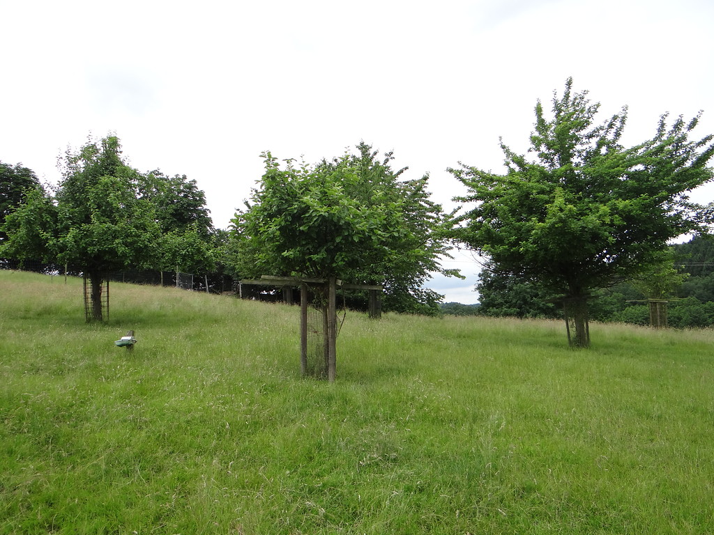 Nachgepflanzte Obstbäume im Damwildgehege bei Odenthal-Höffe (2016)