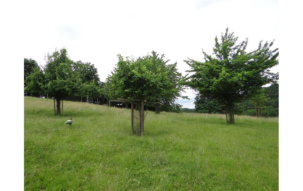 Nachgepflanzte Obstbäume im Damwildgehege bei Odenthal-Höffe (2016)