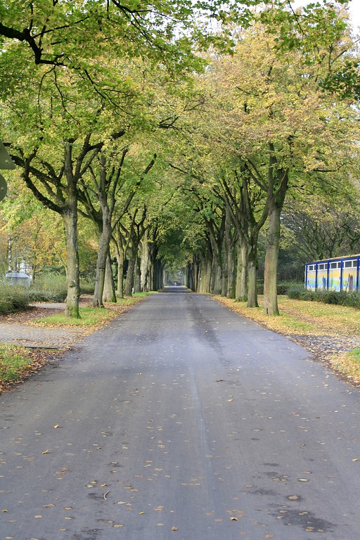 Plantanenallee an der Straße Allee in Voerde. Die Allee führt zur Wasserburg Haus Voerde. Rechts im Bild ist ein Teil des Hermann-Breymann-Freibads zu erkennen, links liegt ein Parkplatz (2014).