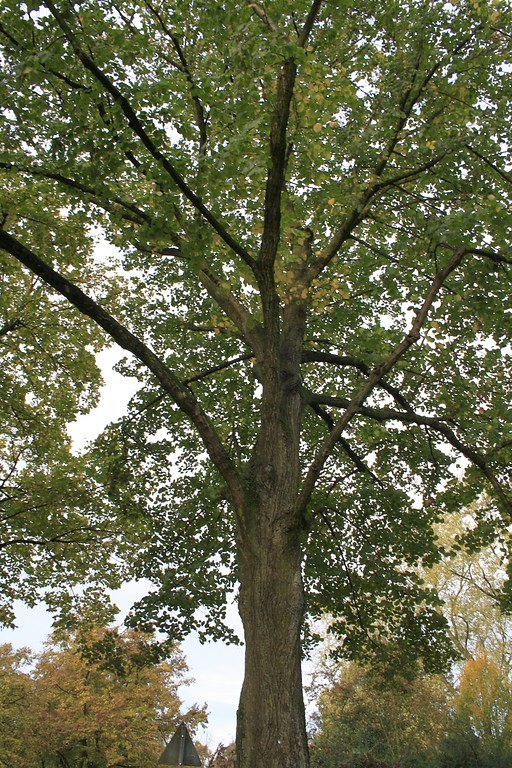 Plantanenallee an der Straße Allee in Voerde. Die Allee führt zum Wasserschloss Haus Voerde. Der Kronenbereich ist im Herbst schon lückig und die Blätter sind teils gelblich verfärbt (2014).