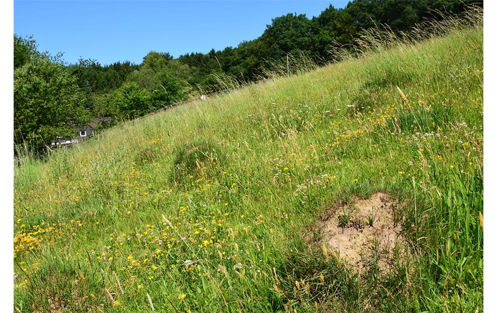 Gelbe Aspekte des Hornklees auf einer Magerweide bei Kürten-Kettenberg (2015)
