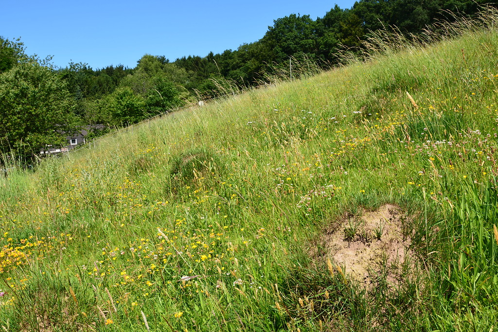 Gelbe Aspekte des Hornklees auf einer Magerweide bei Kürten-Kettenberg (2015)
