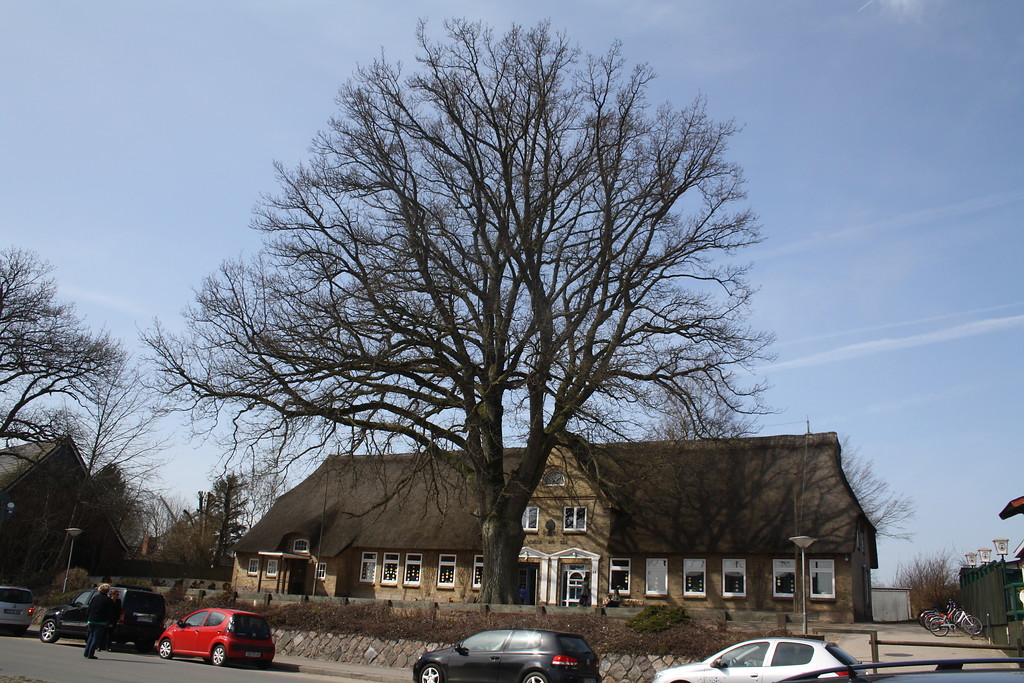 Friedenseiche in Groß Wittensee, Landkreis Rendsburg-Eckernförde, auf dem Hof der Grundschule (2013).