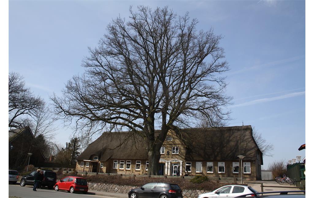 Friedenseiche in Groß Wittensee, Landkreis Rendsburg-Eckernförde, auf dem Hof der Grundschule (2013).