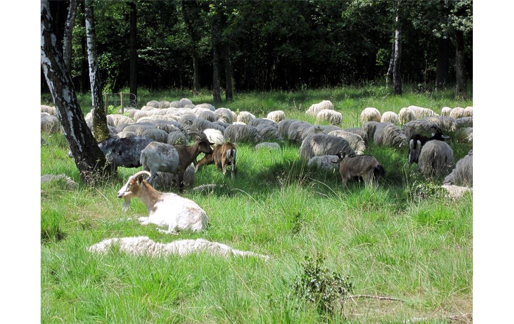 Schafe und Ziegen in der Ohligser Heide (2012)