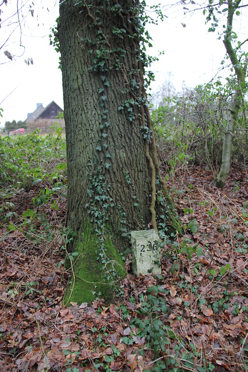 Tannenbusch ("Dennen Busch") bei Goch: Abteilungsstein der Abteilung 236 am Rande des Tannenbusch (2013).
