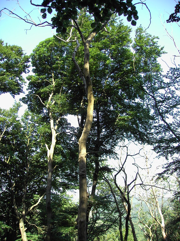 Teile des naturnahem Waldes mit kranken Ulmen am Barsberg in Bongard (2008).