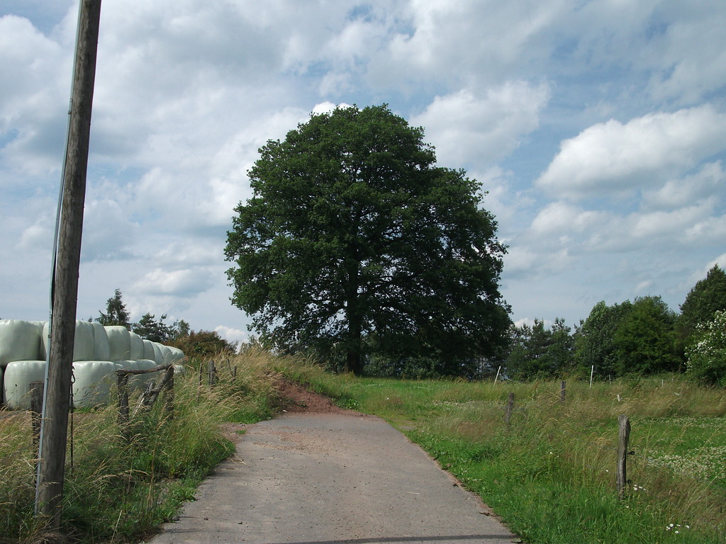 Die landschaftsbildprägende Stieleiche ('Quercus robur') an der Kreisstraße 7, nördlich von Windeck-Saal (2013).