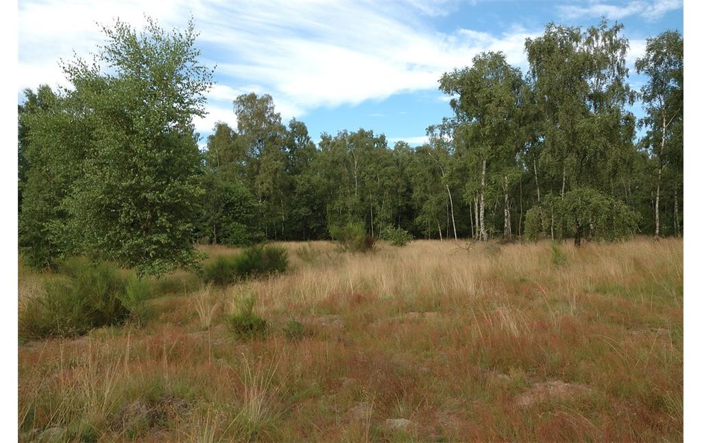 Ein Sandmagerrasen in den Drevenacker Dünen mit veschiedenen Gräsern. Im hinteren Bereich stehen Birken und kleinere Ginster-Büsche (2012).