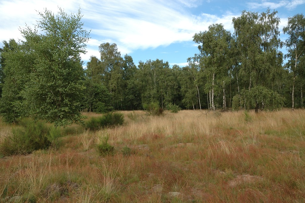 Ein Sandmagerrasen in den Drevenacker Dünen mit veschiedenen Gräsern. Im hinteren Bereich stehen Birken und kleinere Ginster-Büsche (2012).