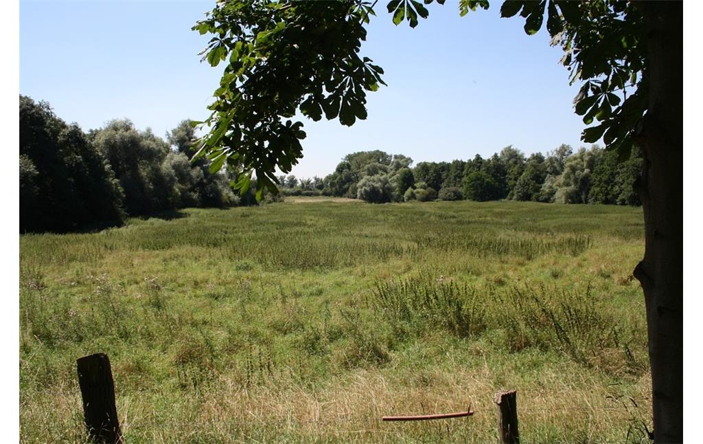 Ein Teil der Heckrinder-Weide im Naturschutzgebiet "Weseler Aue" (2012), aufgenommen vom Weg aus. Im Hintergrund sind größere Weiden zu erkennen.