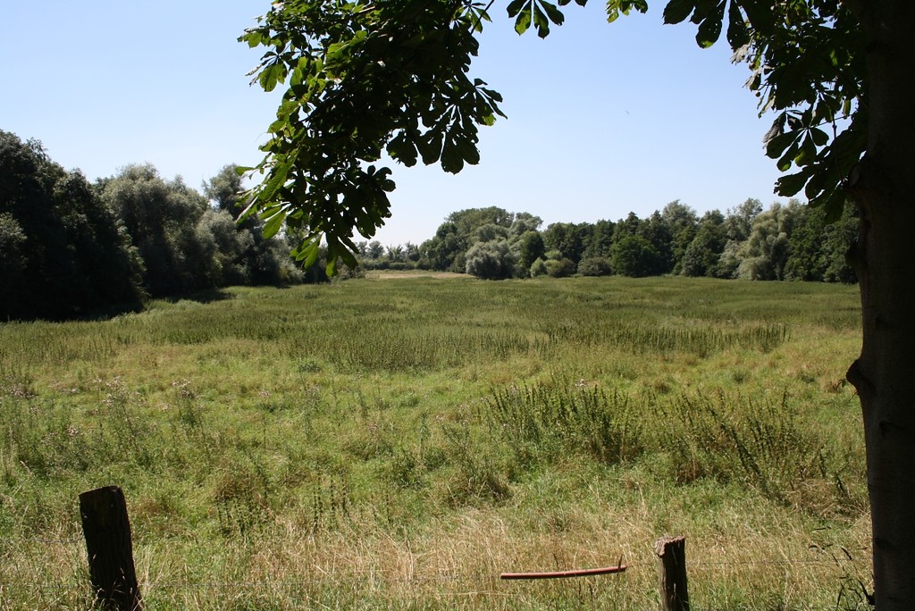 Ein Teil der Heckrinder-Weide im Naturschutzgebiet "Weseler Aue" (2012), aufgenommen vom Weg aus. Im Hintergrund sind größere Weiden zu erkennen.