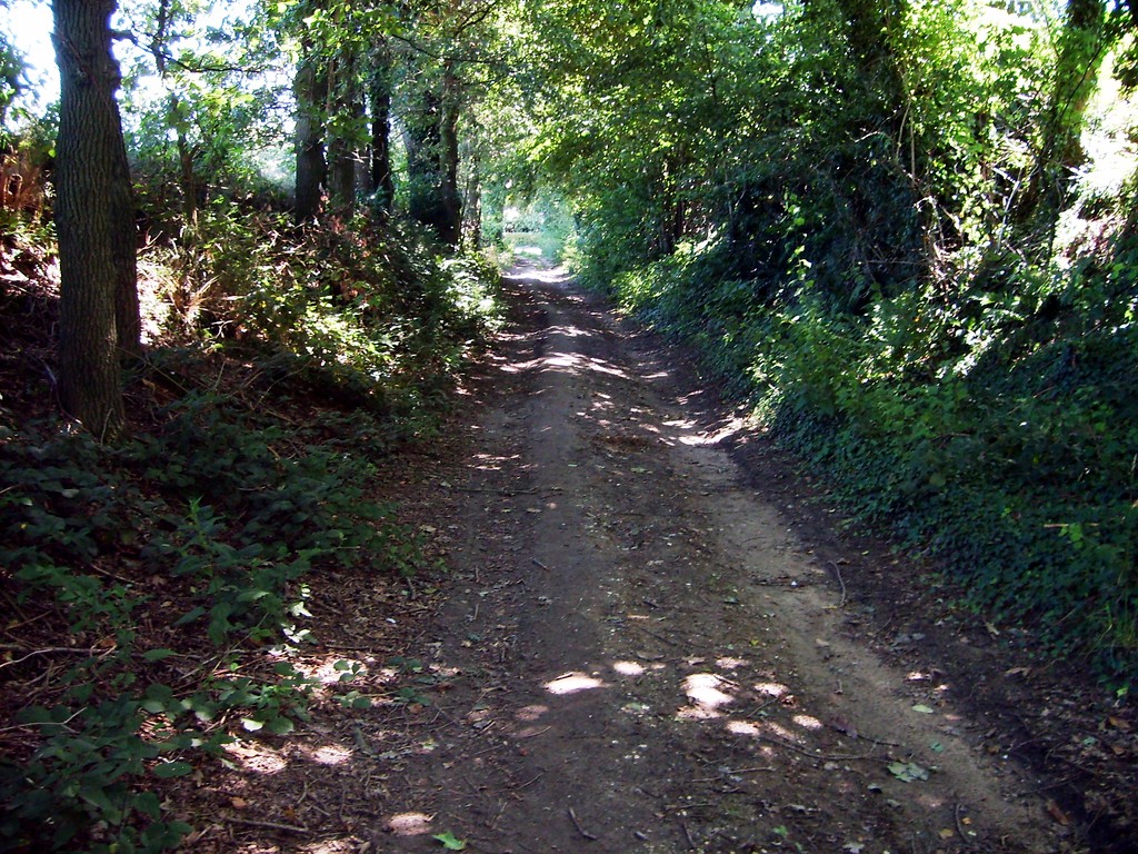 Hohlweg mit Fahrspuren und begleitender Baum- und Strauchvegetation in Uedem (2013)