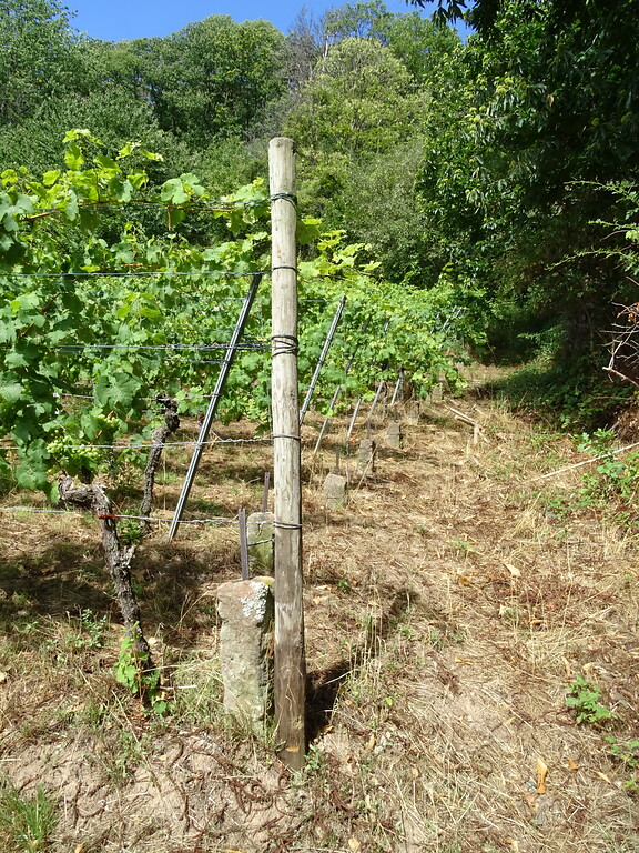 Steillagenweinbau am Kiefern-Berg bei Edenkoben (2020)