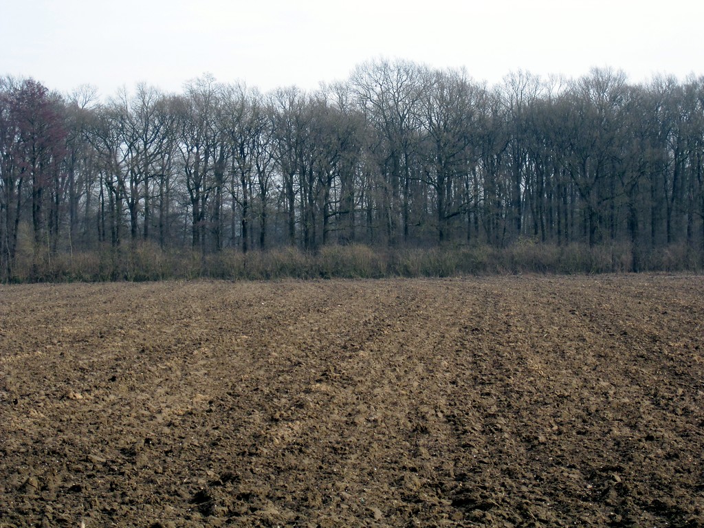 Ackerfläche in Uedemerbruch in Uedem; im Hintergrund schließt sich eine Waldparzelle an (2011).