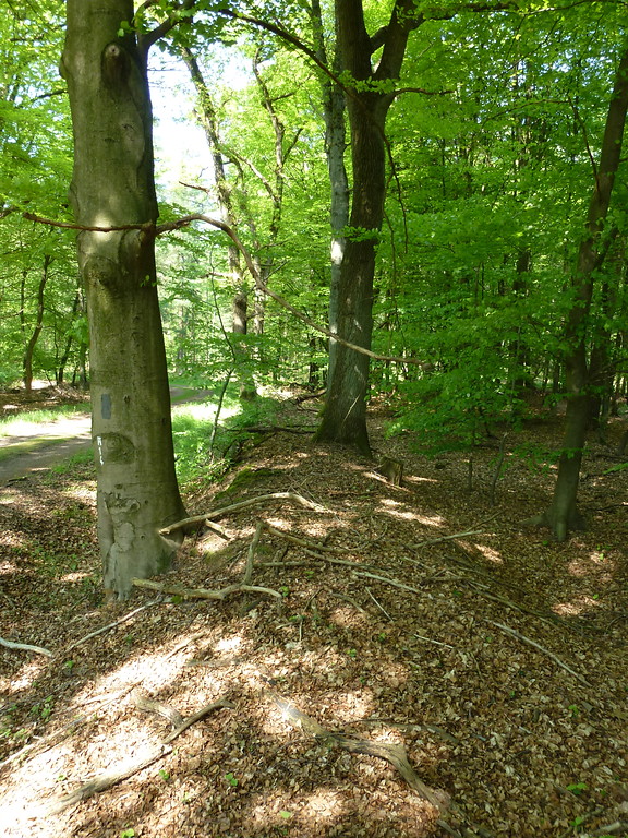 Rest einer Umwallung einer ehemaligen Forstkultur im Dämmerwald (2012)