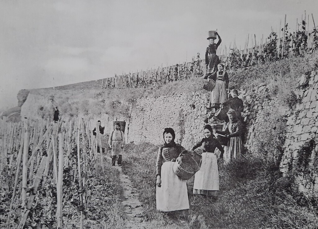 Traubenlese auf dem Weinberg der Lage "Hölle" in Johannisberg (Ende des 19. Jahrhunderts)