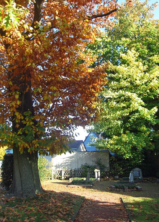 Das Gräberfeld auf dem Judenfriedhof Häsenberg in Schwalmtal-Waldniel, links eine große Roteiche (2013)