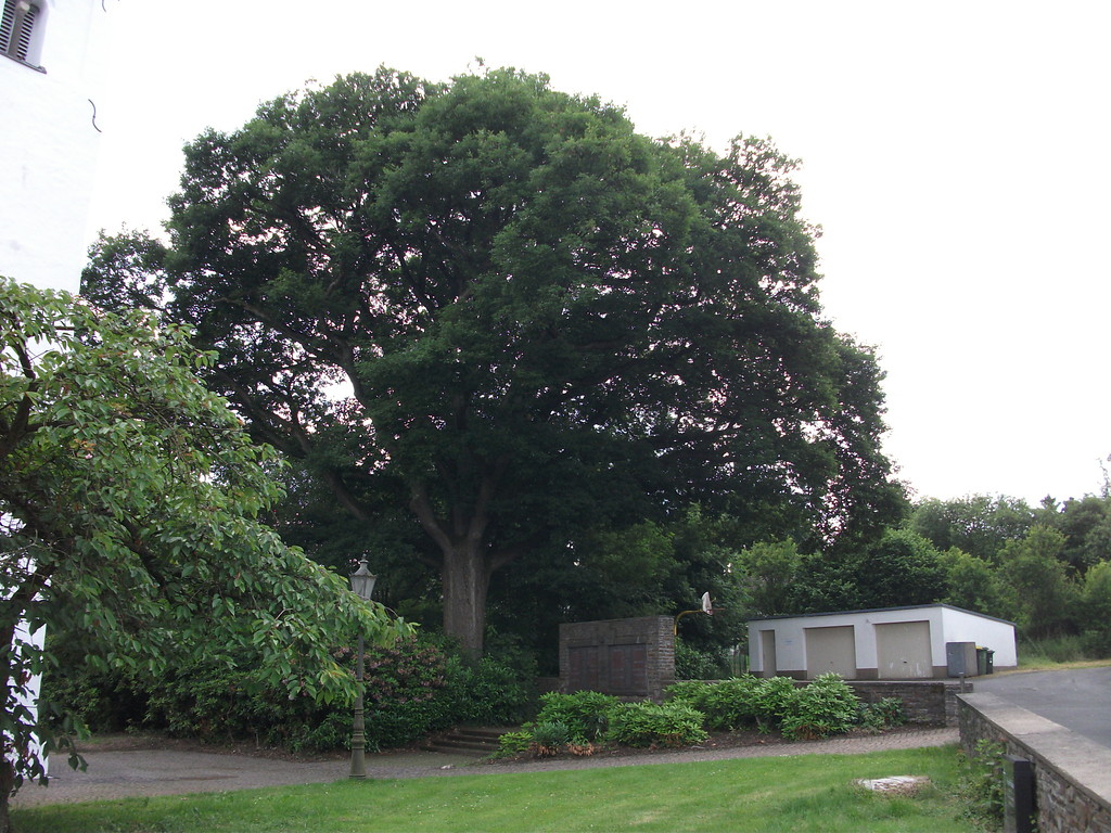 Die ortsbildprägende Stieleiche ('Quercus robur') bei der evangelischen Kirche in der Saaler Straße in Windeck-Leuscheid (2013)