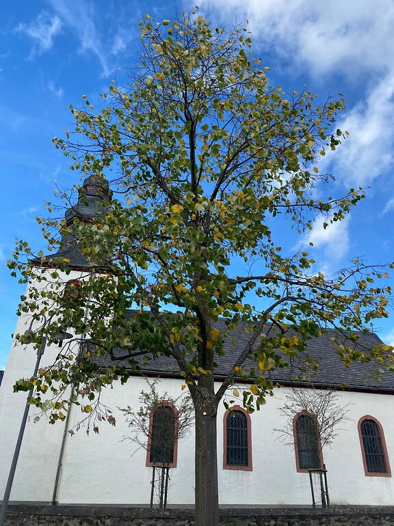 Lindenbäumchen vor der Kirche in Altstrimmig, im Hintergrund die Kirche von Altstrimmig (2022).