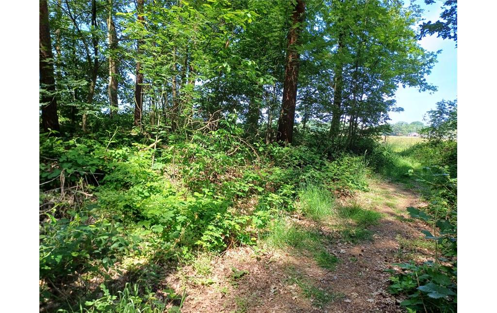Am Rande der Kamp-Lintforter Leucht liegen drei große Hügelgräber aus der Bronzezeit. Diese waren einst Teil eines großen Hügelgräberfeldes (2023).
