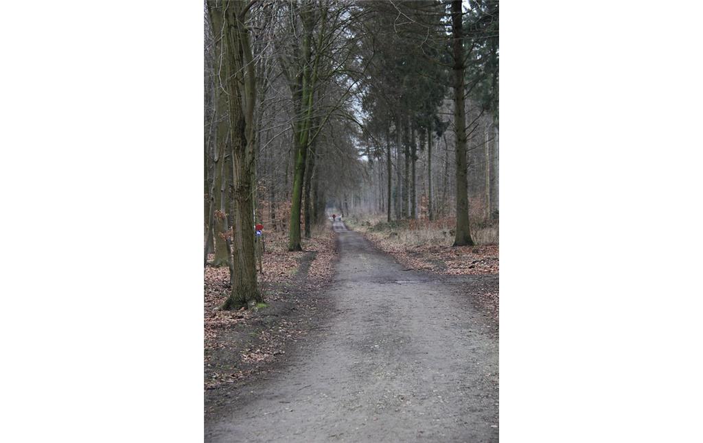 Waldweg im Hochwald am Forsthaus Nachtigall bei Uedem (2013)