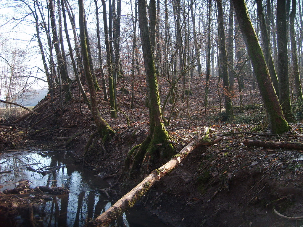Der durchgestochene Damm des ehemaligen Thalsees östlich von Zaisersweiher bei Maulbronn (2009)