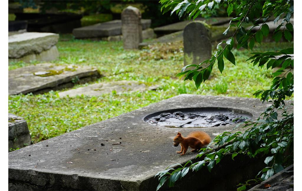 Eichhörnchen fühlen sich auf dem Geusenfriedhof in Köln-Lindenthal auch wohl (2021).