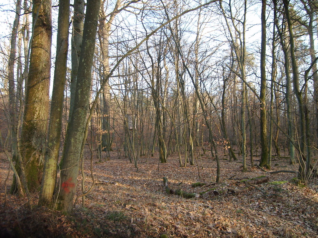 Niederwald am Graubrunnen in der Klosterlandschaft Maulbronn (2012)