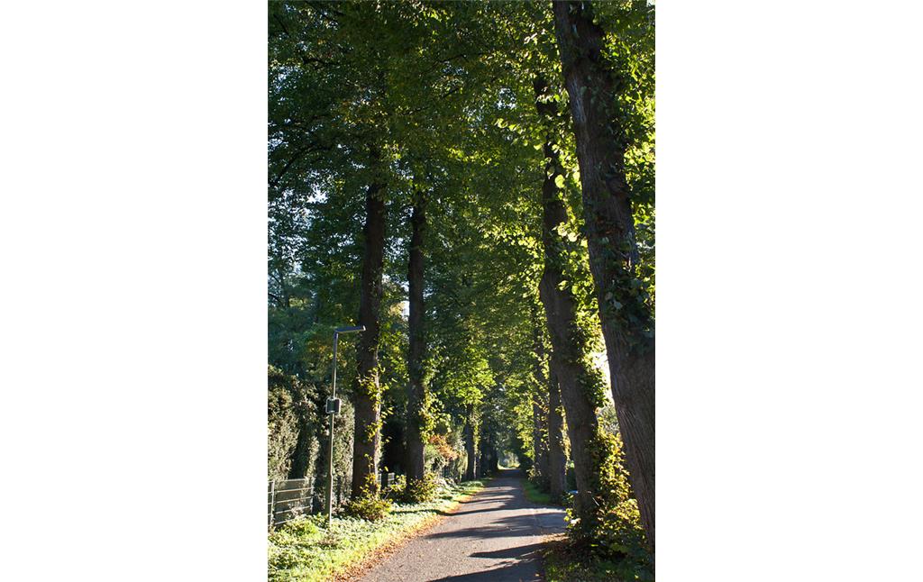 Die Lindenallee "Am Lippehafen" im Ortsteil Wesel Fusternberg (2014). Der Weg zwischen der Allee ist recht schmal, die Bäume stehen dicht an dicht.