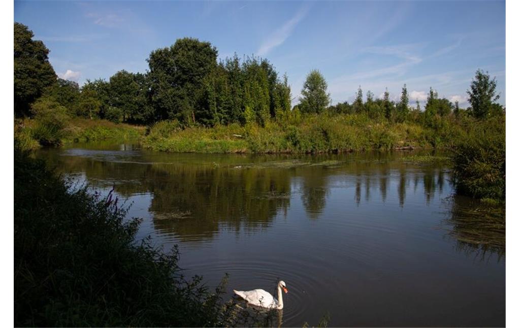 Naturnaher Bereich der Nidda im Bad Vilbeler Ortsteil Gronau (2021)