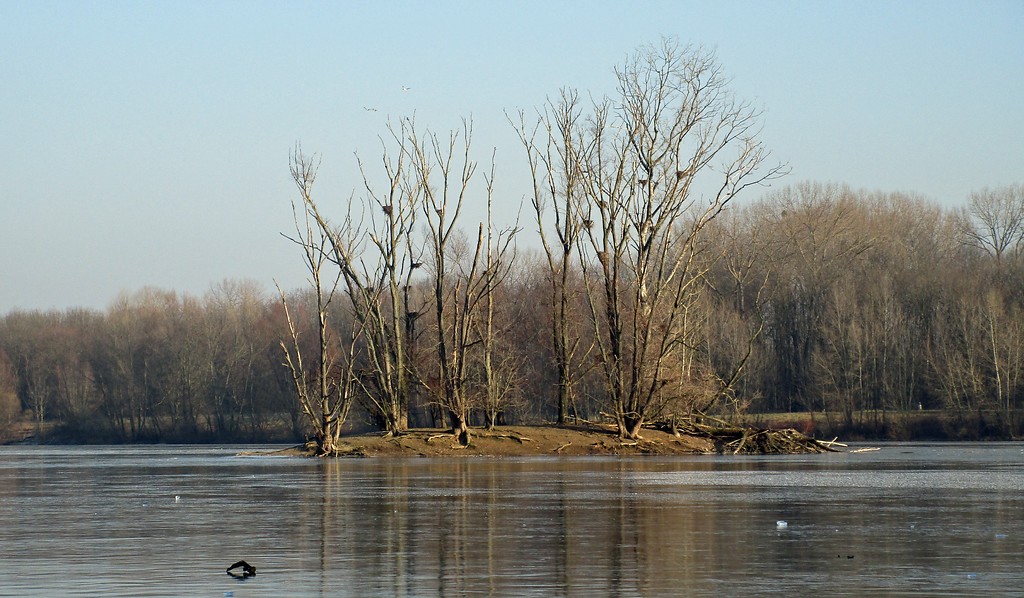 Insel im zugefrorenen Sieglarer See im Naturschutzgebiet "Siegaue und Siegmündung" (2017)