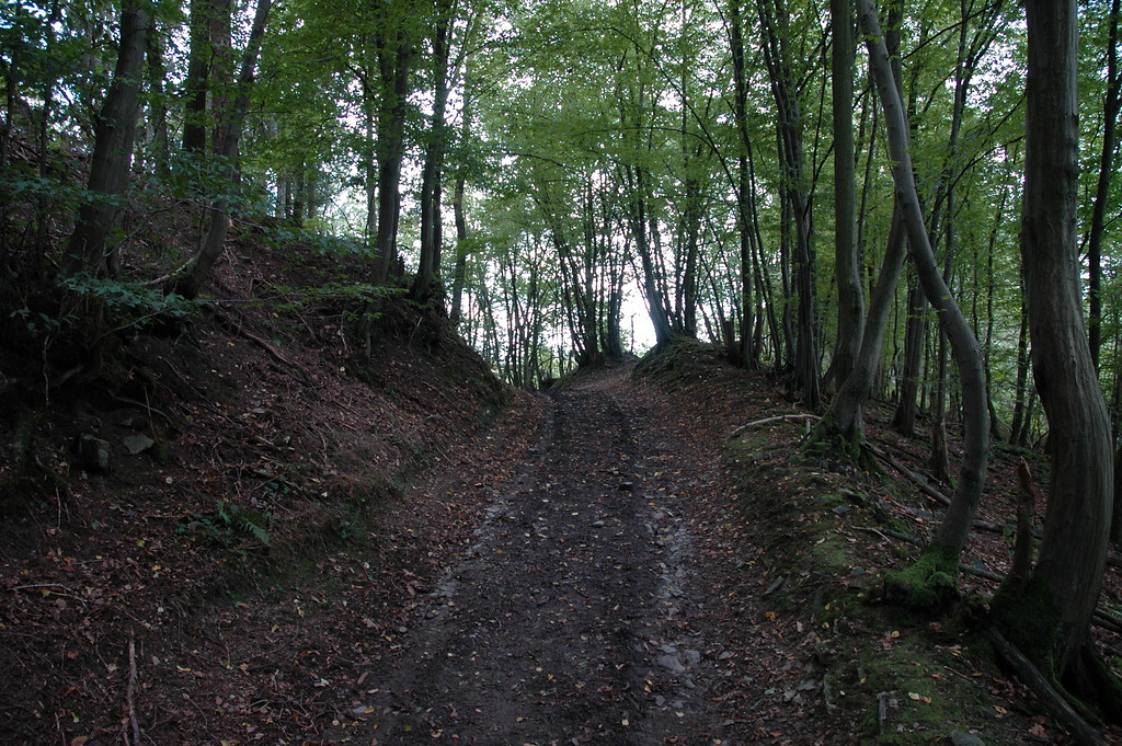 Hohlweg im Wald bei Windeck (2005)