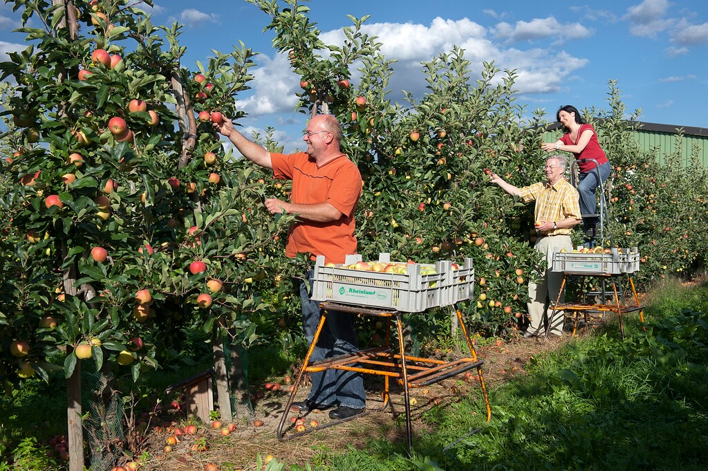 Apfelernte in der Verbandsgemeinde Weißenthurm (2020)