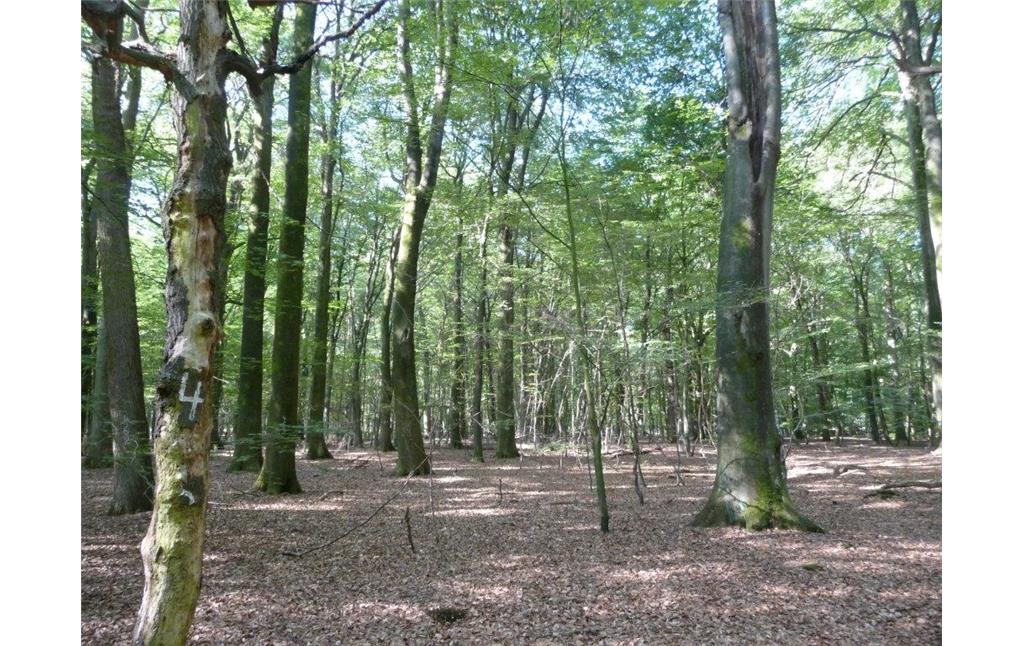 Das Bild zeigt einen Blick in die Naturwaldzelle Rehsol im Klever Reichswald (2010); zu sehen ist ein sehr ungleichaltriger Buchenwald mit Eiche und Birke.