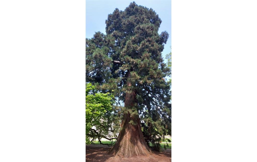 Ein mächtiger Mammutbaum der Gattung Sequoioideae im Hügelpark der Krupp'schen Villa Hügel in Essen-Bredeney (2023).
