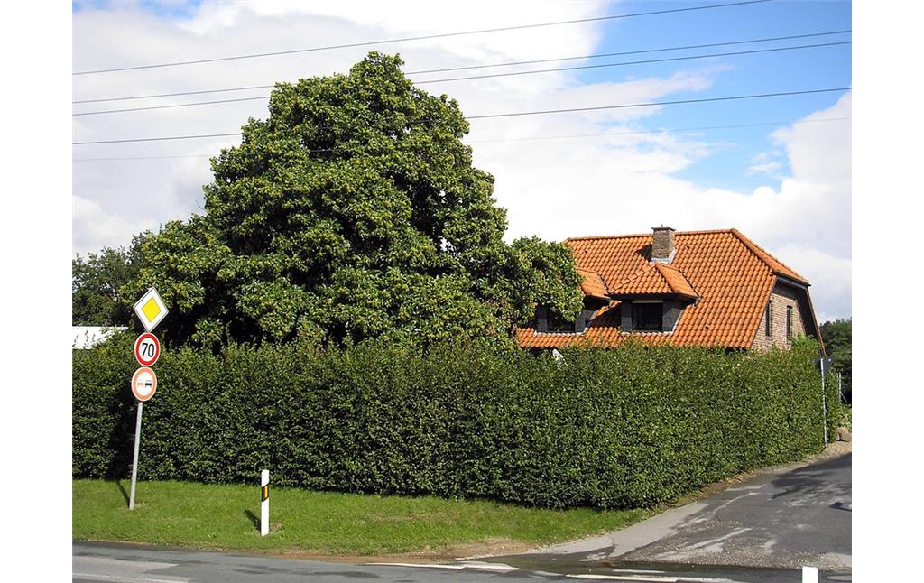 Eine Kastanie als Hausbaum an einem neueren Wohngebäude in Alpen in der Bönninghardt (2010).