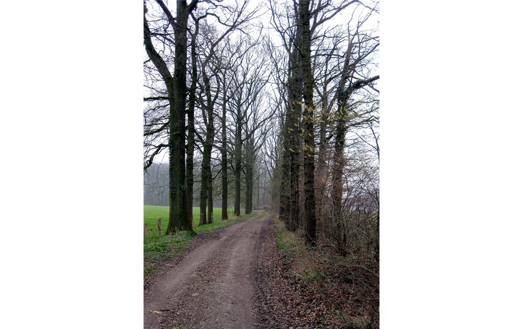 Von Bäumen gesäumter Weg (Allee) im Nordwesten des Uedemerbruch (2011)