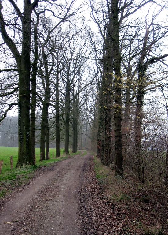 Von Bäumen gesäumter Weg (Allee) im Nordwesten des Uedemerbruch (2011)