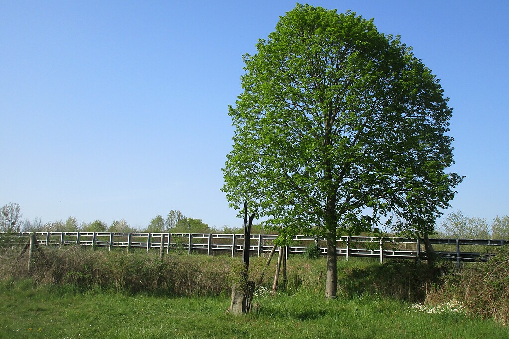 Blick auf die Gedenkstätte für Silke Bischoff und den dort gepflanzten Lindenbaum an der Autobahn A3 bei Bad Honnef-Aegidienberg (2020).