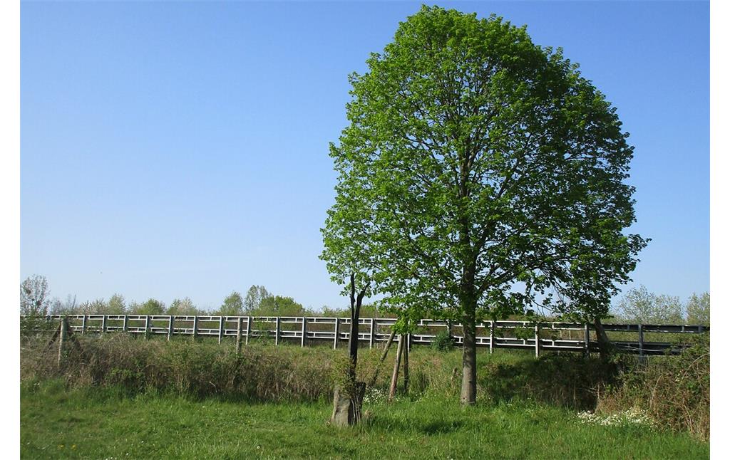 Blick auf die Gedenkstätte für Silke Bischoff und den dort gepflanzten Lindenbaum an der Autobahn A3 bei Bad Honnef-Aegidienberg (2020).