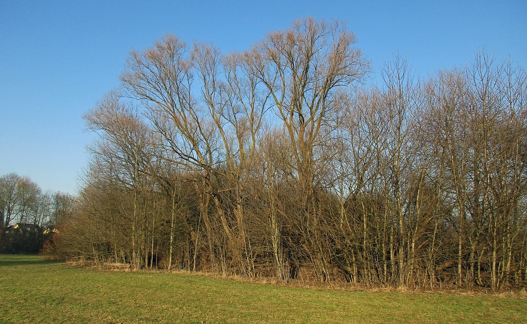 Typischer Hecken- und Baumbewuchs am Mühlengraben bei Troisdorf-Eschmar (2017)