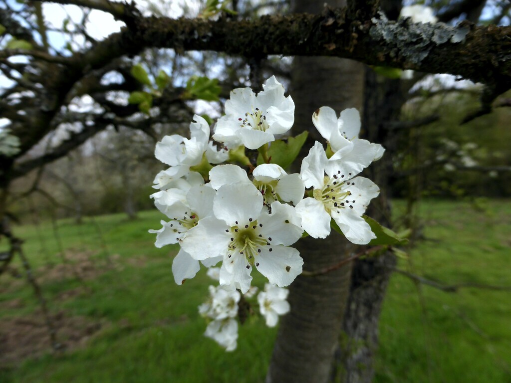 Birnbaumblüten (2021)