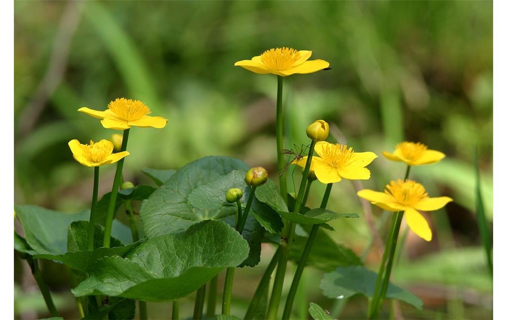 Gelbe Blüten der Sumpf-Dotterblume (2016)