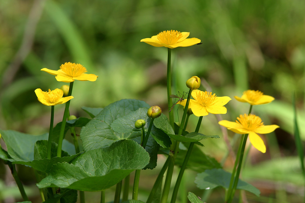 Gelbe Blüten der Sumpf-Dotterblume (2016)