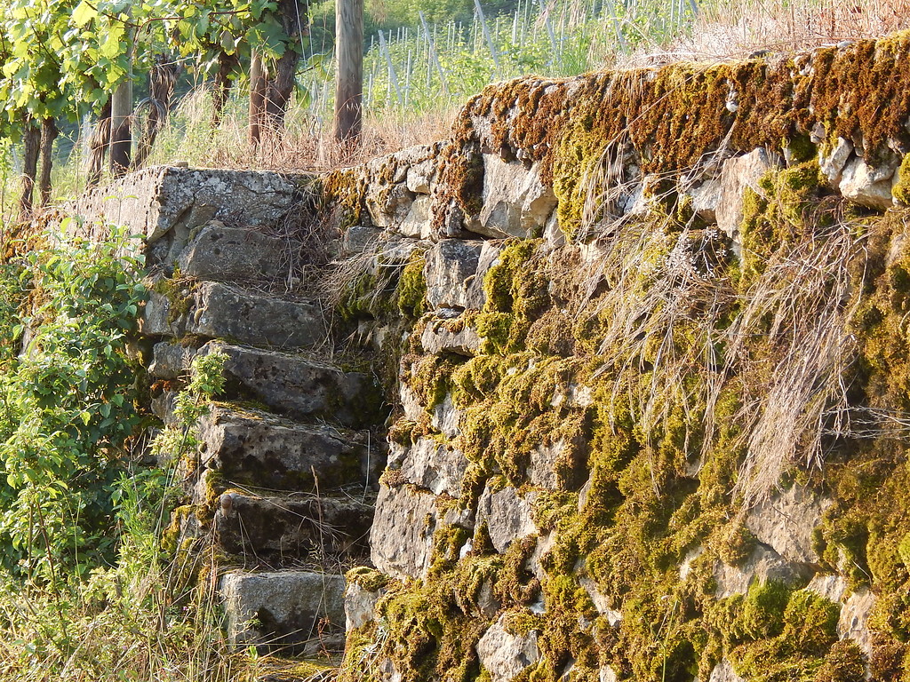 Trockenmauern mit eingebauter Treppe in den Weinbergen unterhalb des Nitteler Fels (2016)