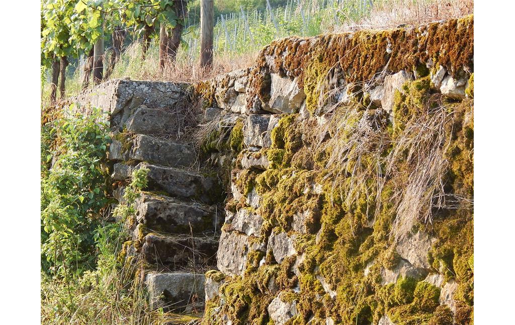 Trockenmauern mit eingebauter Treppe in den Weinbergen unterhalb des Nitteler Fels (2016)