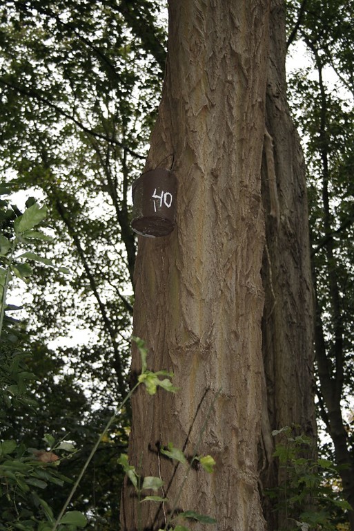 Ein mit der Nummer 40 versehener Nistkasten an einem Baum im Weseler Glacis (2014).